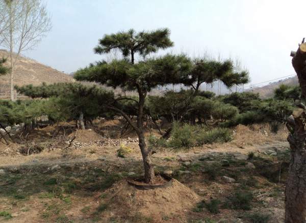 造型黑松樹哪里便宜？哪家的質量好？