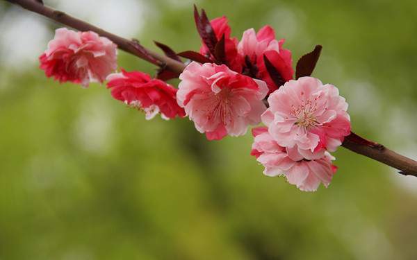 雙色紅葉碧桃--長(zhǎng)景園林 雙色紅葉碧桃--長(zhǎng)景園林