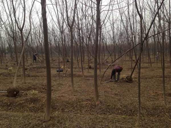 胸徑7公分8公分9公分苦楝樹圖片 胸徑7公分8公分9公分苦楝樹圖片