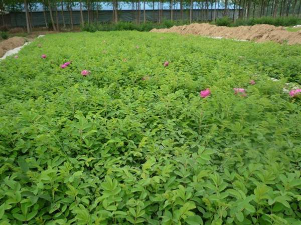 物美價廉的食用玫瑰在哪買？