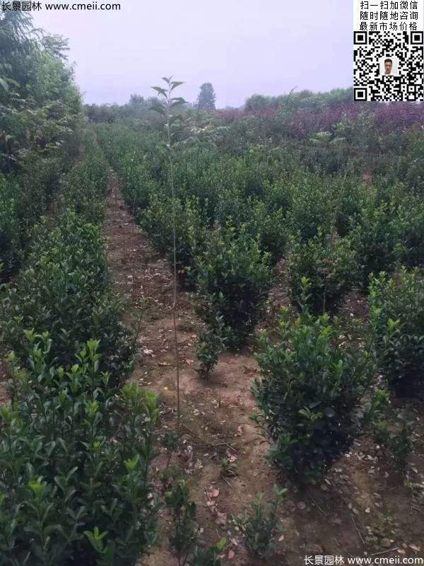 冠幅80公分和1米大葉黃楊球 冠幅80公分和1米大葉黃楊球