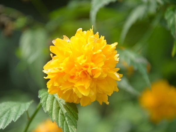 棣棠--長(zhǎng)景園林 棣棠--長(zhǎng)景園林