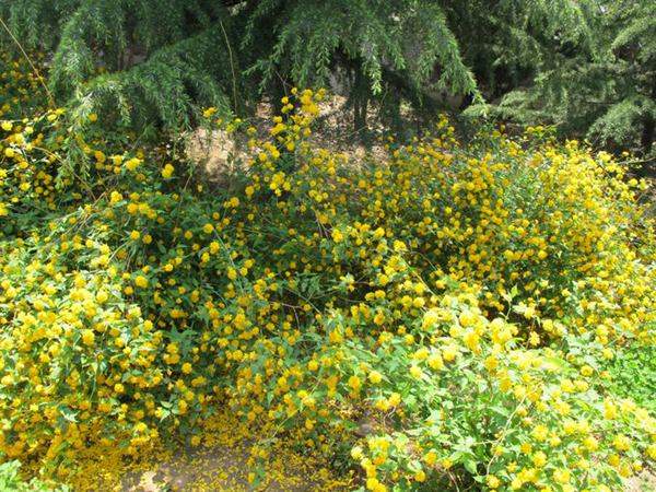 棣棠--長(zhǎng)景園林 棣棠--長(zhǎng)景園林