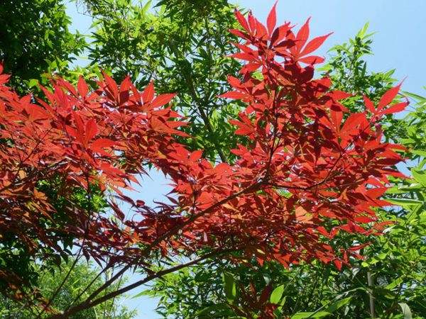 紅楓作衫，白楊為裙，美的傾國傾城！