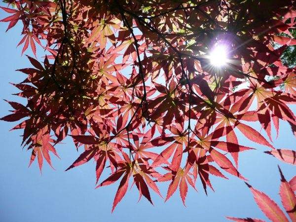 紅楓作衫，白楊為裙，美的傾國傾城！