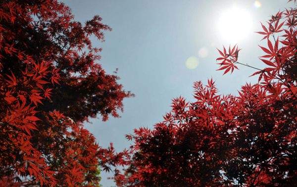 紅楓作衫，白楊為裙，美的傾國傾城！