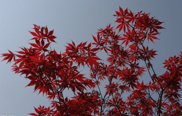 紅楓作衫，白楊為裙，美的傾國傾城！