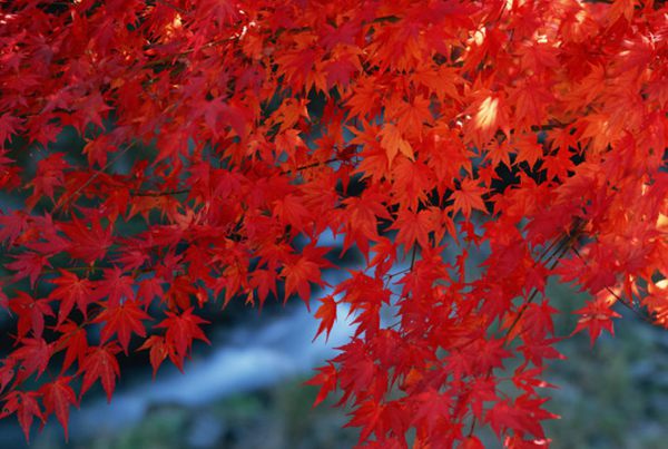 紅楓作衫，白楊為裙，美的傾國傾城！