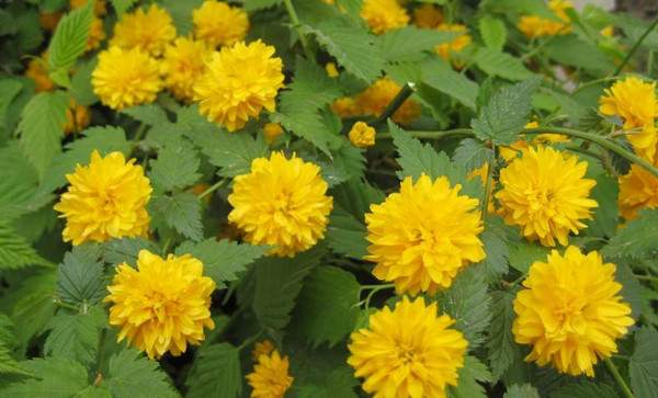 棣棠花--長(zhǎng)景園林 棣棠花--長(zhǎng)景園林