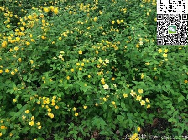 棣棠花--長(zhǎng)景園林 棣棠花--長(zhǎng)景園林