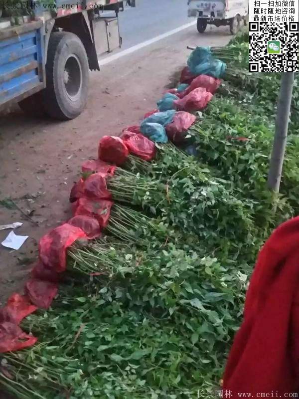 棣棠--長(zhǎng)景園林 棣棠--長(zhǎng)景園林