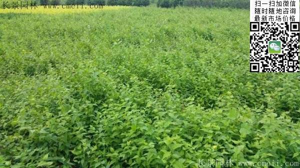 棣棠--長(zhǎng)景園林 棣棠--長(zhǎng)景園林