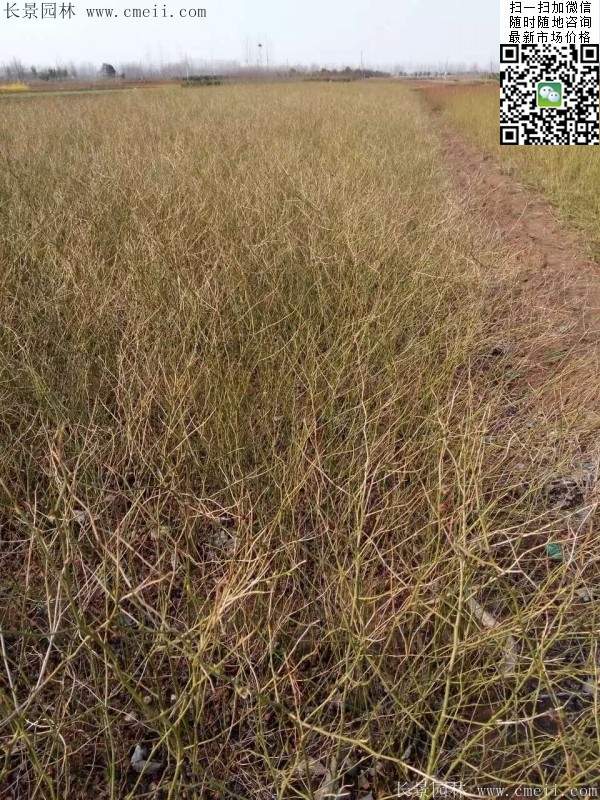 棣棠出售--長景園林 棣棠出售--長景園林