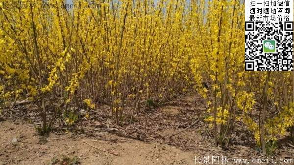 連翹--長(zhǎng)景園林 連翹--長(zhǎng)景園林