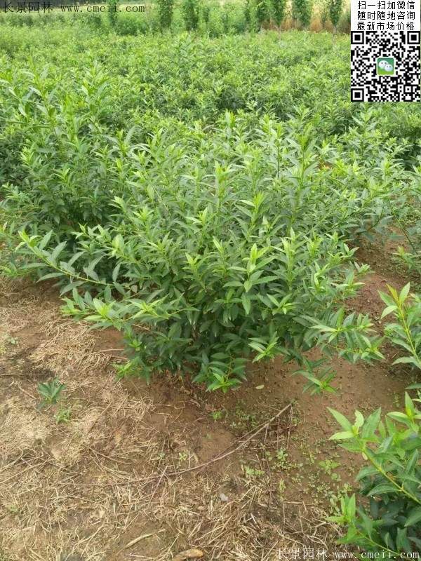 連翹--長(zhǎng)景園林 連翹--長(zhǎng)景園林