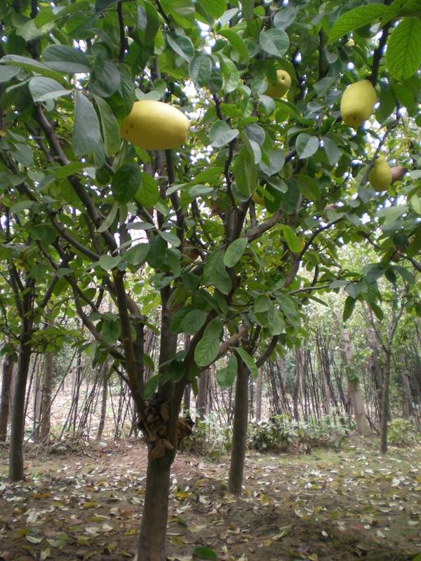 沭陽(yáng)的木瓜樹(shù) 沭陽(yáng)的木瓜樹(shù)