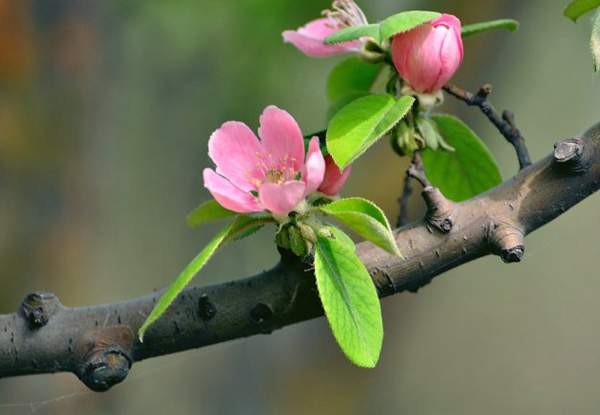沭陽(yáng)木瓜樹(shù) 沭陽(yáng)木瓜樹(shù)