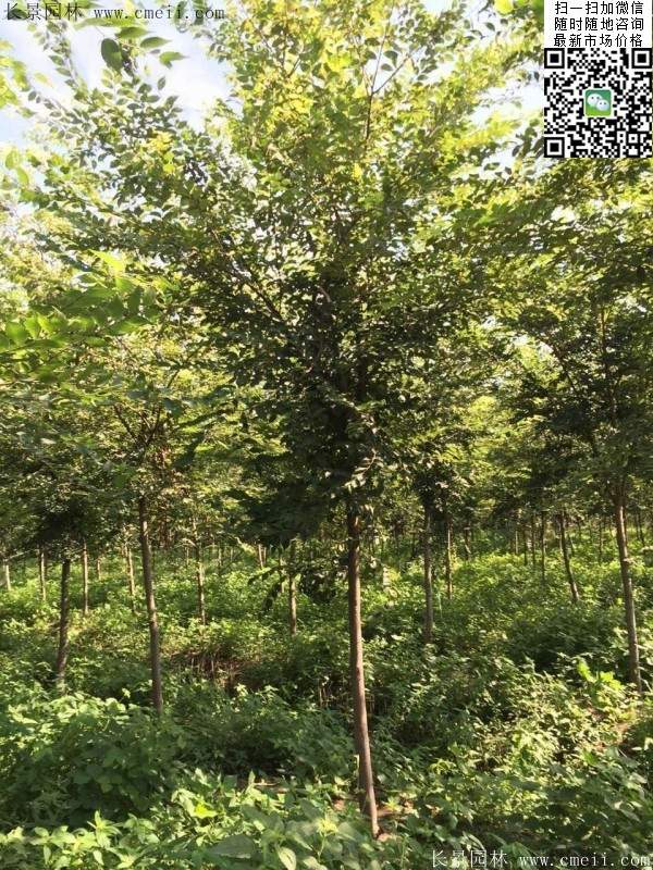 櫸樹哪里便宜？麻煩推薦一家大型，有誠信的單位！