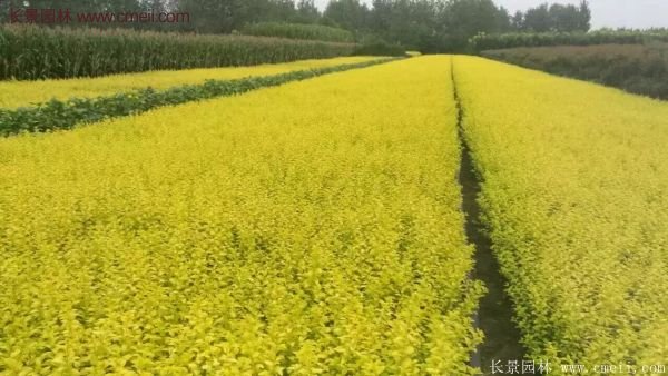 金葉女貞苗、金葉女貞球