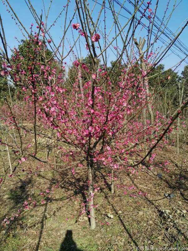 紅梅樹(shù)紅梅花圖片基地實(shí)拍 紅梅樹(shù)紅梅花圖片基地實(shí)拍