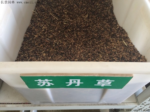 蘇丹草種子圖片 蘇丹草種子圖片
