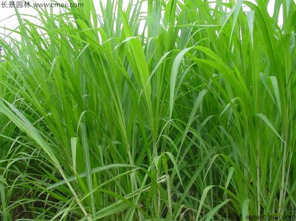 蘇丹草種子發(fā)芽出苗圖片 蘇丹草種子發(fā)芽出苗圖片