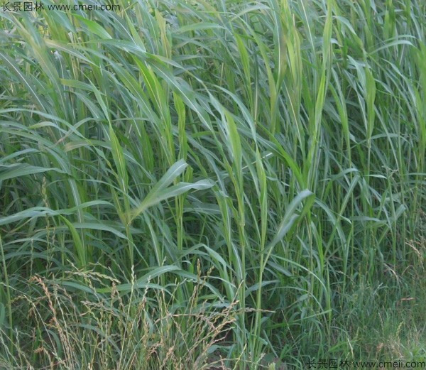 蘇丹草種子發(fā)芽出苗圖片 蘇丹草種子發(fā)芽出苗圖片