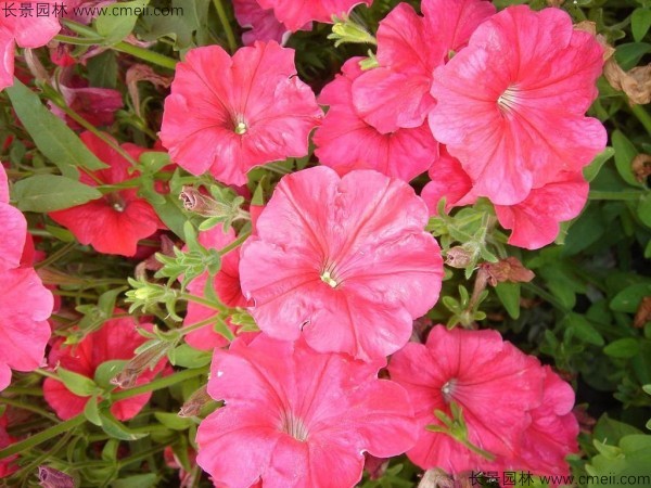 牽?；ǚN子發(fā)芽出苗開花圖片