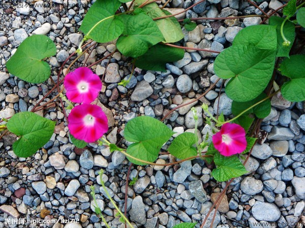 牽?；ǚN子發(fā)芽出苗開花圖片
