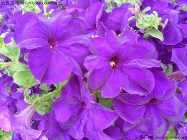牽?；ǚN子發(fā)芽出苗開花圖片
