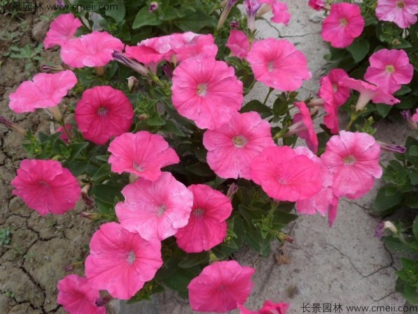 牽?；ǚN子發(fā)芽出苗開花圖片