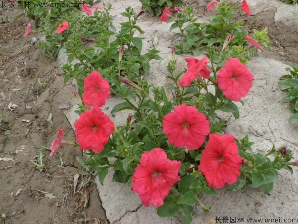 牽?；ǚN子發(fā)芽出苗開花圖片