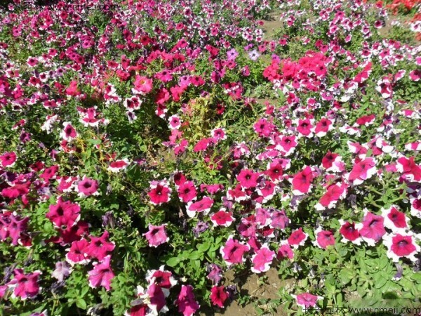 牽?；ǚN子發(fā)芽出苗開花圖片