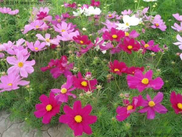 格?；ǚN子發(fā)芽出苗開花圖片