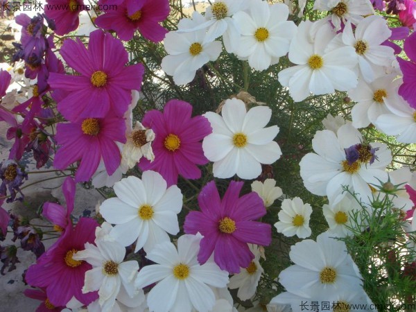 格?；ǚN子發(fā)芽出苗開花圖片