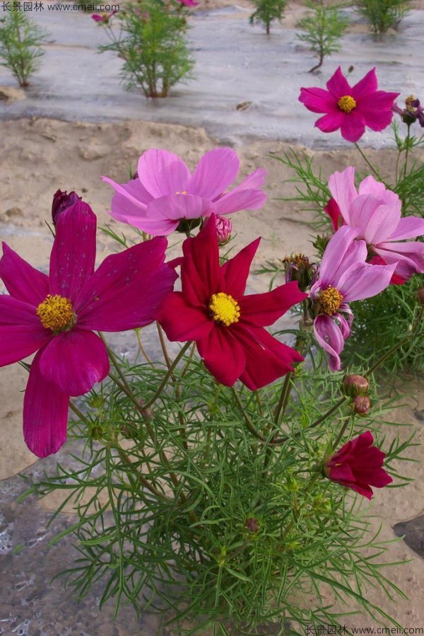 格?；ǚN子發(fā)芽出苗開花圖片
