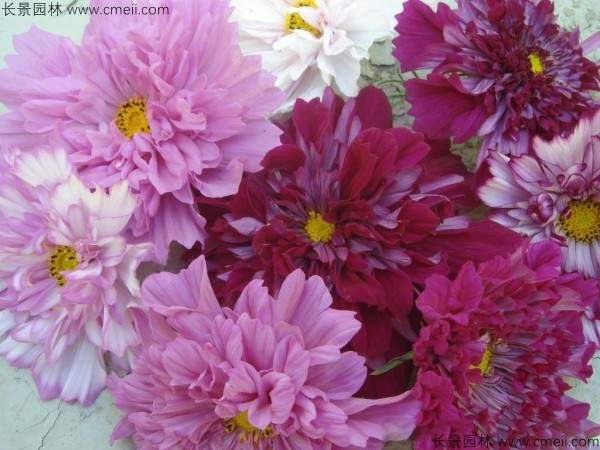格?；ǚN子發(fā)芽出苗開花圖片