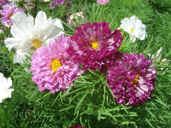 格?；ǚN子發(fā)芽出苗開花圖片