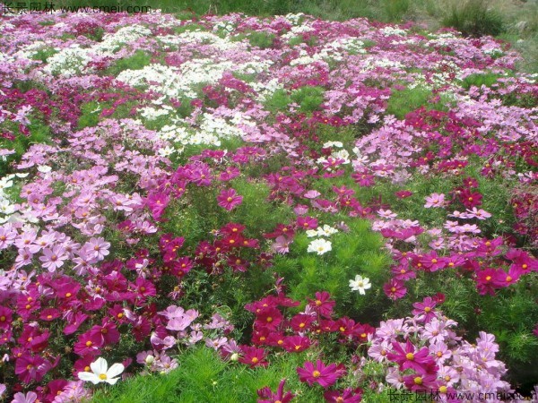 格?；ǚN子發(fā)芽出苗開花圖片