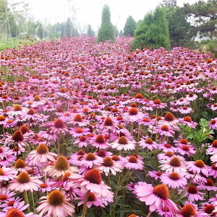 紫錐菊 來自長(zhǎng)景園林 紫錐菊 來自長(zhǎng)景園林